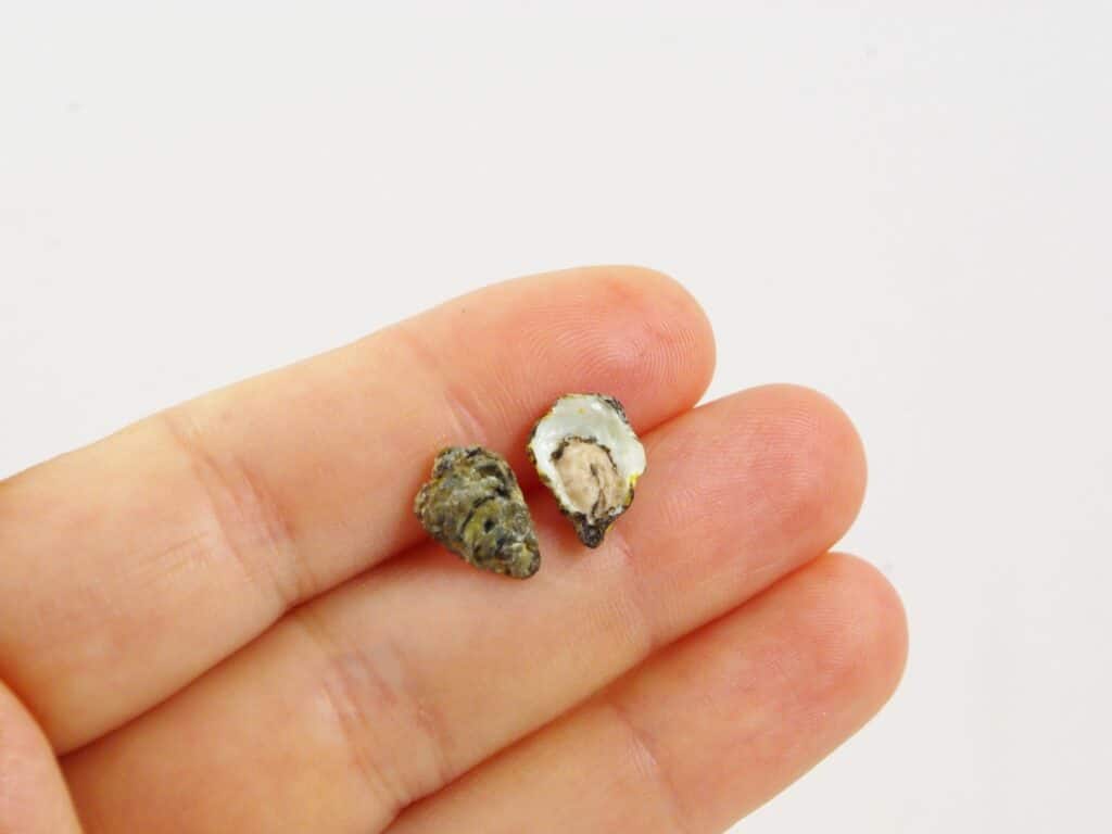Boucles d'oreilles huîtres miniatures